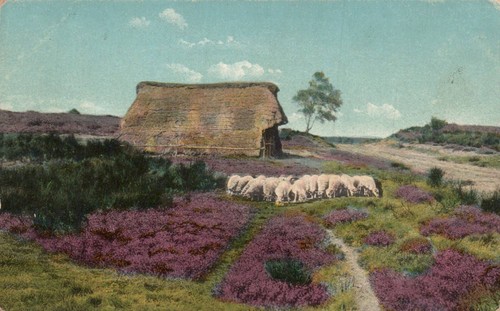 Blühende heide schafstall - ak, heide,